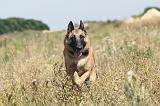 MALINOIS 344